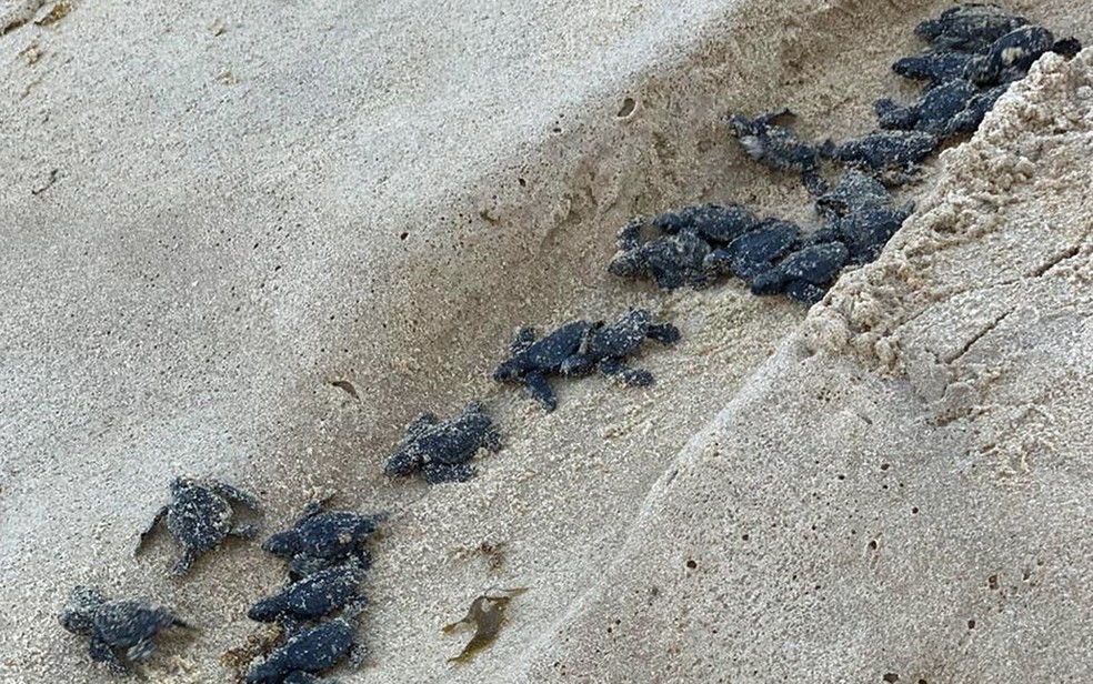 Nascem Mais De Filhotes De Tartaruga Marinha No Recife