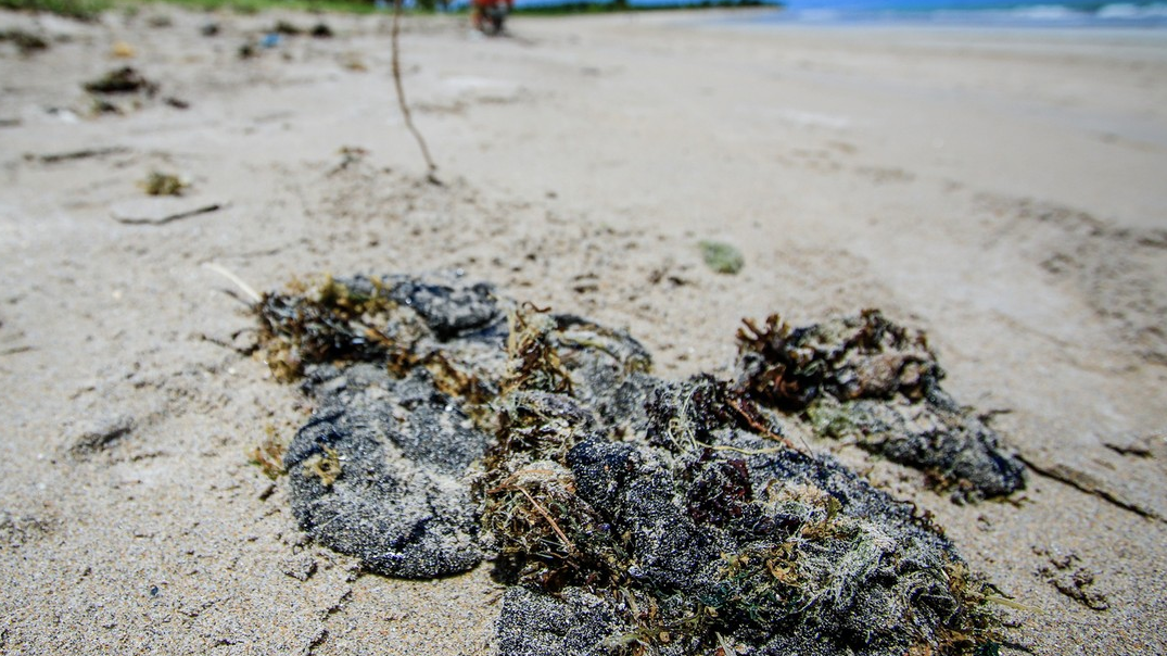 Cerca De Toneladas De Leo S O Recolhidas Nas Praias Do Cabo