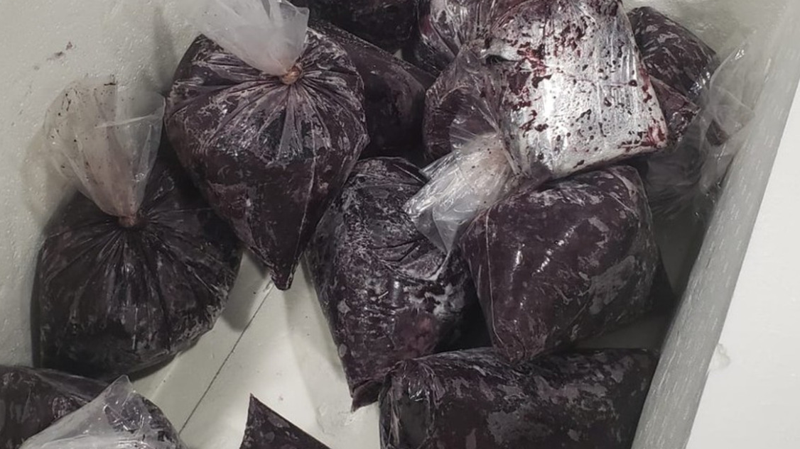 Homem Preso No Aeroporto Do Recife Cerca De Kg De Coca Na