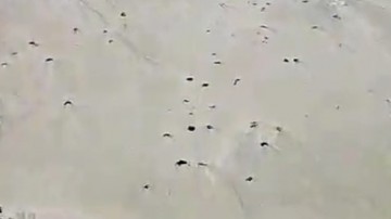 Manchas de óleo fragmentadas chegam em praia de Ipojuca, no Litoral Sul
