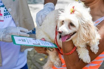 Camaragibe promove Dia D de vacinação conta a Raiva em cães e gastos neste sábado (11)