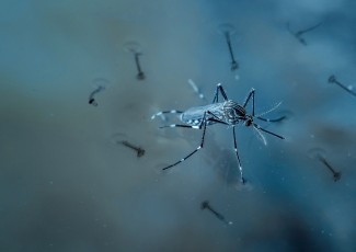 Pernambuco registra queda no número de casos de dengue