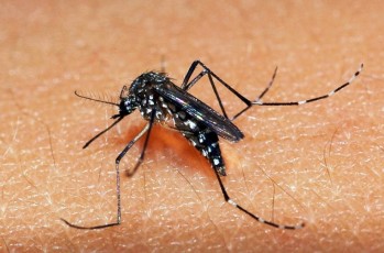 Jaboatão registra redução de 35% nas notificações de casos de dengue no município