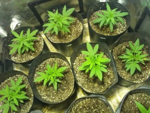 Governo do Estado autoriza o cultivo e produção de Cannabis para uso medicinal