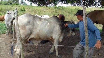 Bovinos da área rural do Jaboatão recebem vacinação