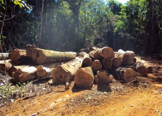 PRF apreende madeira ilegal da Amazônia em Petrolina 