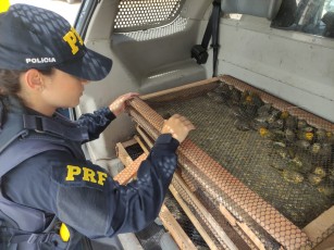  PRF apreende centenas de pássaros silvestres na BR-423, em Garanhuns