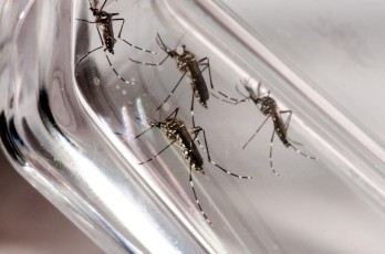 Pernambuco registra segundo caso de morte por dengue