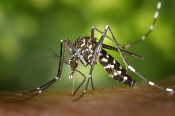 Dispositivo de baixo custo permite contagem automática de ovos do mosquito Aedes aegypti