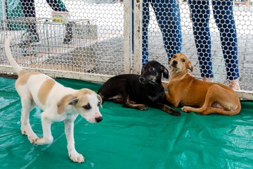 AME Animal Caruaru realizará campanha para doação de cães e gatos