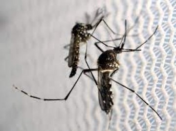 Pernambuco confirma mais três mortes causadas por dengue e chikungunya