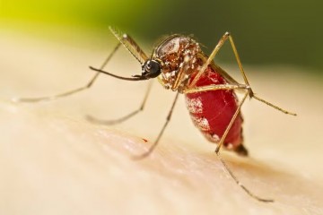 Aumento de casos prováveis de Dengue crescem 84,7% em uma semana em Pernambuco
