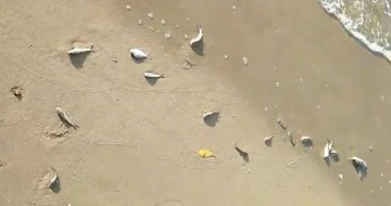 Agência Estadual de Meio Ambiente vai investigar mortes de peixes em praia de Jaboatão dos Guararapes
