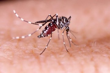 Pernambuco registra primeira morte por dengue em 2023