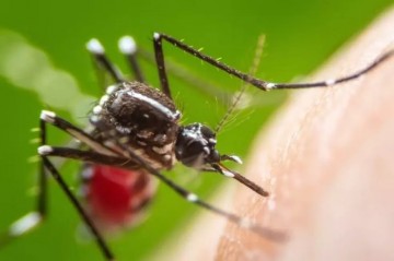 Ministério da Saúde pretende incorporar nova vacina contra a dengue ao SUS