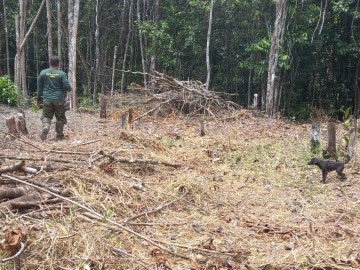 Operação ambiental do Ministério Público alerta para o preocupante  desmatamento no estado