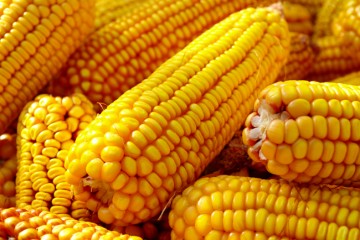 Boa safra permite queda no preço do milho durante período junino