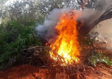 Operação destrói plantação de maconha no Sertão pernambucano 
