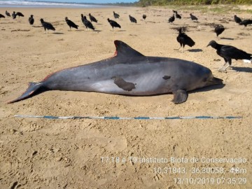 Golfinho é encontrado morto em praia nordestina