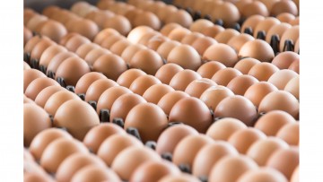 Produção de ovos para o consumo esteve elevada em 2019 