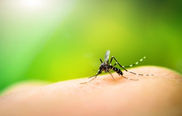 Ministério da Saúde promove ações de enfrentamento ao aumento de casos da dengue, chikungunya e zika 