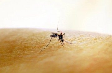 Dengue: 4 mil pessoas são internadas por mês no Brasil, e a procura por vacina dispara 