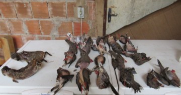 Polícia Federal apreende 24 animais silvestres mortos e quatro galos feridos