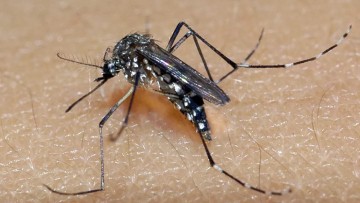 Pernambuco confirma primeira morte provocada por chikungunya em 2022