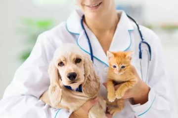 Vacinação antirrábica para cães e gatos é realizada em Caruaru