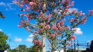 Avenida Caxangá recebe novas 150 árvores 