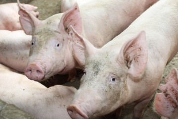 Adagro alerta para casos da peste suína no Piauí