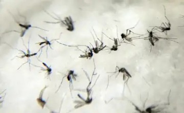 Pernambuco confirma mais uma morte por dengue e soma sete óbitos