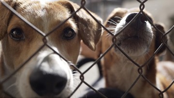 Lei estadual obriga condomínios a denunciar ocorrências ou indícios de maus-tratos contra animais