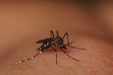 Pernambuco tem 9.505 casos prováveis de dengue; número é 473% superior ao mesmo período em 2023