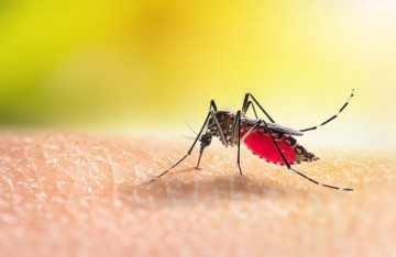 Segunda morte por dengue é confirmada em Pernambuco