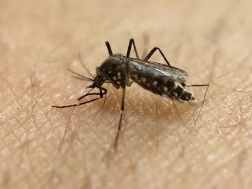 Em uma semana, casos prováveis de dengue sobem de 120 mil para 217 mil