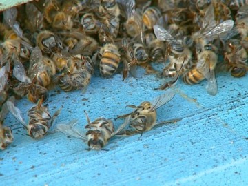 Morte de abelhas em Petrolina é investigada pelo Ministério Público de Pernambuco