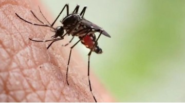 Brasil ultrapassa 1,8 milhão de casos de dengue no ano