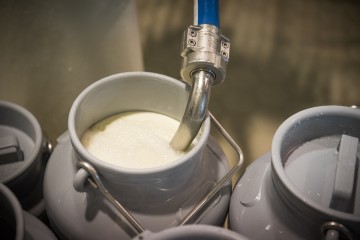 Bacia leiteira de Pernambuco recebe incentivo do Governo Estadual