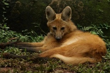 Parque Dois Irmãos fará check-up clínico em espécie ameaçada de extinção, o lobo-guará