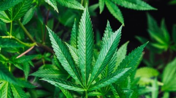 OAB-PE passa a contar com comissão voltada aos direitos dos pacientes que utilizam cannabis medicinal 