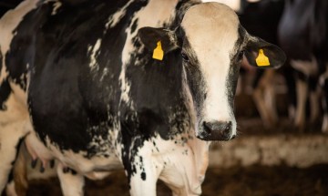 China suspende embargo à carne bovina brasileira
