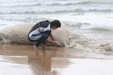 Baleia é encontrada morta na praia de Boa Viagem 