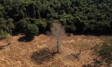 Combate ao desmatamento é prioridade para mitigar mudanças climáticas
