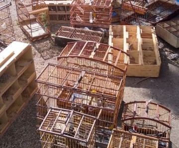 Operação apreende 162 aves silvestres vendidas ilegalmente no Recife