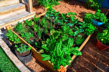 Sustentabilidade: Guia prático de como ter a própria horta em casa