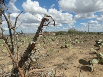 Semas lança estudo sobre áreas suscetíveis à desertificação em Pernambuco