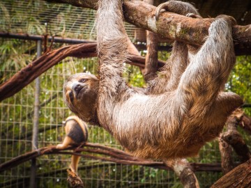 Bicho-preguiça reabilitado no Parque Dois Irmãos volta à natureza