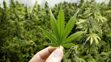 Justiça Federal em Pernambuco autoriza plantio e utilização da cannabis para fins medicinais