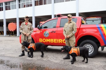 Pernambuco envia cães de resgate para ajudar na tragédia do Rio Grande do Sul